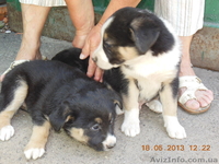 ищут любящего хозяина - <ro>Изображение</ro><ru>Изображение</ru> #3, <ru>Объявление</ru> #902709