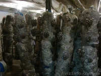 мицелий вешенки пакеты для набивки блоков Сумы - <ro>Изображение</ro><ru>Изображение</ru> #7, <ru>Объявление</ru> #775250