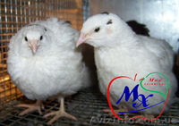 Клетки для содержания взрослых перепелов а частных хозяйствах. - <ro>Изображение</ro><ru>Изображение</ru> #3, <ru>Объявление</ru> #968546