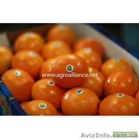 Фрукты из Египта - <ro>Изображение</ro><ru>Изображение</ru> #1, <ru>Объявление</ru> #986419