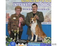 Ам.Стаф.Терерьер Выставочные щенки!Стаффы - <ro>Изображение</ro><ru>Изображение</ru> #7, <ru>Объявление</ru> #241466