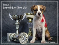 Ам.Стаф.Терерьер Выставочные щенки!Стаффы - <ro>Изображение</ro><ru>Изображение</ru> #5, <ru>Объявление</ru> #241466