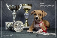 Ам.Стаф.Терерьер Выставочные щенки!Стаффы - <ro>Изображение</ro><ru>Изображение</ru> #3, <ru>Объявление</ru> #241466