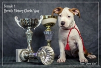 Ам.Стаф.Терерьер Выставочные щенки!Стаффы - <ro>Изображение</ro><ru>Изображение</ru> #1, <ru>Объявление</ru> #241466