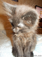 Котята пушистые бесплатно - <ro>Изображение</ro><ru>Изображение</ru> #1, <ru>Объявление</ru> #1109141