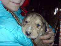 продам щенков русской гончей с документами от дипломированных родителей - <ro>Изображение</ro><ru>Изображение</ru> #3, <ru>Объявление</ru> #1111877