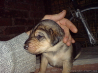 продам щенков русской гончей с документами от дипломированных родителей - <ro>Изображение</ro><ru>Изображение</ru> #1, <ru>Объявление</ru> #1111877