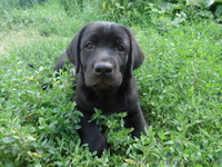 Щенки лабрадора ретривера ищут свою семью - <ro>Изображение</ro><ru>Изображение</ru> #1, <ru>Объявление</ru> #1109598