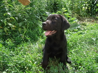 Щенки лабрадора ретривера ищут свою семью - <ro>Изображение</ro><ru>Изображение</ru> #2, <ru>Объявление</ru> #1109598