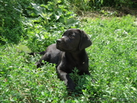 Щенки лабрадора ретривера ищут свою семью - <ro>Изображение</ro><ru>Изображение</ru> #3, <ru>Объявление</ru> #1109598