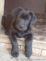 Щенки лабрадора ретривера ищут свою семью - <ro>Изображение</ro><ru>Изображение</ru> #4, <ru>Объявление</ru> #1109598