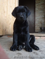 Щенки лабрадора ретривера ищут свою семью - <ro>Изображение</ro><ru>Изображение</ru> #5, <ru>Объявление</ru> #1109598