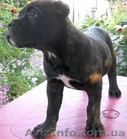 Кане корсо - идеальная порода для охраны и для семьи - <ro>Изображение</ro><ru>Изображение</ru> #3, <ru>Объявление</ru> #1128510