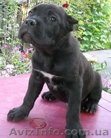 Кане корсо - идеальная порода для охраны и для семьи - <ro>Изображение</ro><ru>Изображение</ru> #4, <ru>Объявление</ru> #1128510