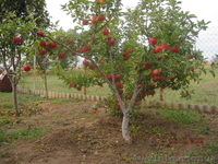 Обрезка сада в Сумах и обл - <ro>Изображение</ro><ru>Изображение</ru> #2, <ru>Объявление</ru> #1156344