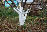 Обрезка сада в Сумах и обл - <ro>Изображение</ro><ru>Изображение</ru> #3, <ru>Объявление</ru> #1156344