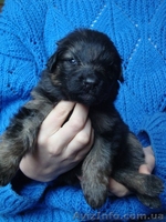 Цуценята ДОВГОШЕРСТОЇ НІМЕЦЬКОЇ ВІВЧАРКИ - <ro>Изображение</ro><ru>Изображение</ru> #1, <ru>Объявление</ru> #1357290