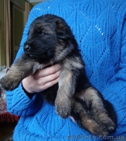 Цуценята ДОВГОШЕРСТОЇ НІМЕЦЬКОЇ ВІВЧАРКИ - <ro>Изображение</ro><ru>Изображение</ru> #3, <ru>Объявление</ru> #1357290