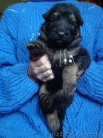 Цуценята ДОВГОШЕРСТОЇ НІМЕЦЬКОЇ ВІВЧАРКИ - <ro>Изображение</ro><ru>Изображение</ru> #6, <ru>Объявление</ru> #1357290