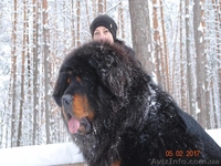 Щенки тибетского мастифа. Шостка - <ro>Изображение</ro><ru>Изображение</ru> #1, <ru>Объявление</ru> #1534407