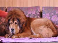 Щенки тибетского мастифа. Шостка - <ro>Изображение</ro><ru>Изображение</ru> #3, <ru>Объявление</ru> #1534407