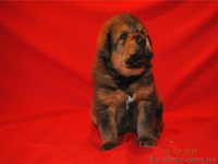 Щенки тибетского мастифа. Шостка - <ro>Изображение</ro><ru>Изображение</ru> #4, <ru>Объявление</ru> #1534407