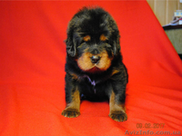 Щенки тибетского мастифа. Шостка - <ro>Изображение</ro><ru>Изображение</ru> #7, <ru>Объявление</ru> #1534407