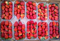 Пластиковые боксы для ежевики 0,5 кг - <ro>Изображение</ro><ru>Изображение</ru> #1, <ru>Объявление</ru> #1542679
