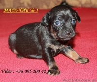 Щенки той терьера. Многоплодная саморожающая линия - <ro>Изображение</ro><ru>Изображение</ru> #2, <ru>Объявление</ru> #1556682