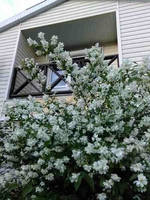 Продается дача в районе с.Красное(дачный кооператив)или обмен - <ro>Изображение</ro><ru>Изображение</ru> #7, <ru>Объявление</ru> #1648935