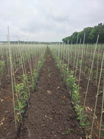 POLYARM Колышки, опоры для растений из композитных материалов . Доставка - <ro>Изображение</ro><ru>Изображение</ru> #5, <ru>Объявление</ru> #1711996