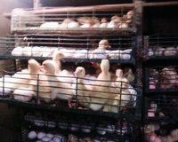 Продається інкубатор та птичник, Сміле - <ro>Изображение</ro><ru>Изображение</ru> #5, <ru>Объявление</ru> #1726715