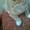 вязка,коты рыжий веслоухий и лиловый со стоячими ушами ищут невест  - <ro>Изображение</ro><ru>Изображение</ru> #2, <ru>Объявление</ru> #137179