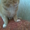 вязка,коты рыжий веслоухий и лиловый со стоячими ушами ищут невест  - <ro>Изображение</ro><ru>Изображение</ru> #4, <ru>Объявление</ru> #137179