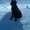 щенки лабрадора черного и палевого окраса  - <ro>Изображение</ro><ru>Изображение</ru> #3, <ru>Объявление</ru> #153474
