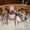 Продаются щенки китайской хохлатой,кане-корсо - <ro>Изображение</ro><ru>Изображение</ru> #3, <ru>Объявление</ru> #459718
