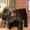 Продам щенков английского кокер спаниеля Недорого! - <ro>Изображение</ro><ru>Изображение</ru> #1, <ru>Объявление</ru> #525245