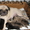 Продам щенков мопса родились 27.12.11 окрас чёрный и палевый - <ro>Изображение</ro><ru>Изображение</ru> #2, <ru>Объявление</ru> #522545