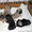 Продам щенков мопса родились 27.12.11 окрас чёрный и палевый #522545