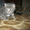 Подарю красивых котят - <ro>Изображение</ro><ru>Изображение</ru> #1, <ru>Объявление</ru> #746220