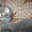 Подарю красивых котят - <ro>Изображение</ro><ru>Изображение</ru> #3, <ru>Объявление</ru> #746220
