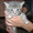 Подарю красивых котят - <ro>Изображение</ro><ru>Изображение</ru> #6, <ru>Объявление</ru> #746220