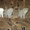 Котята шотландские вислоухие и прямоухие - <ro>Изображение</ro><ru>Изображение</ru> #2, <ru>Объявление</ru> #852595