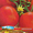 семена помидор Яблонька России #992211