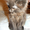 Котята пушистые бесплатно - <ro>Изображение</ro><ru>Изображение</ru> #1, <ru>Объявление</ru> #1109141