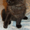 Котята пушистые бесплатно - <ro>Изображение</ro><ru>Изображение</ru> #2, <ru>Объявление</ru> #1109141