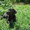 Щенки лабрадора ретривера ищут свою семью - <ro>Изображение</ro><ru>Изображение</ru> #3, <ru>Объявление</ru> #1109598