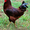 Суточные цыплята кур Род-Айланд