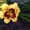 Садовые многолетние цветы из Цветочного дома Руфь почтой! #1497795