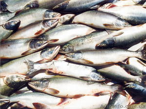 Свежемороженая рыба и прочие морепродукты - <ro>Изображение</ro><ru>Изображение</ru> #1, <ru>Объявление</ru> #175419